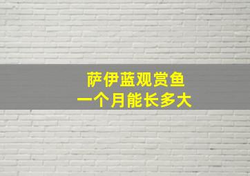 萨伊蓝观赏鱼一个月能长多大