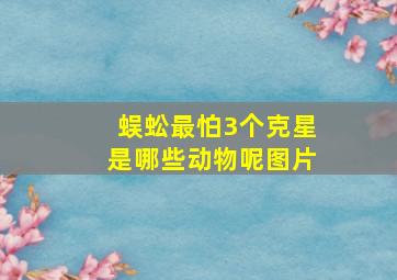 蜈蚣最怕3个克星是哪些动物呢图片