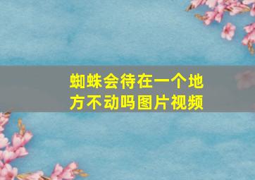 蜘蛛会待在一个地方不动吗图片视频