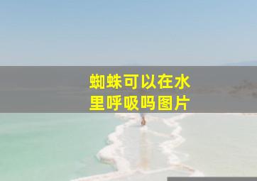 蜘蛛可以在水里呼吸吗图片