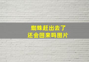 蜘蛛赶出去了还会回来吗图片