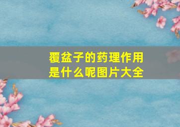 覆盆子的药理作用是什么呢图片大全