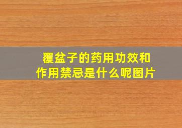 覆盆子的药用功效和作用禁忌是什么呢图片