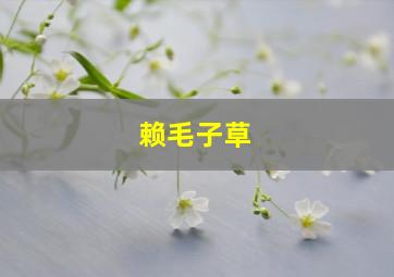 赖毛子草