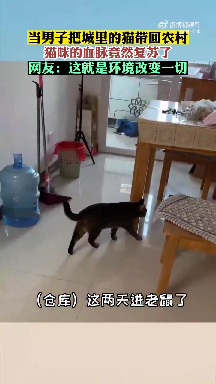 当男子把城里的猫带回农村，猫咪的血脉竟然复苏了