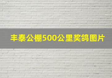 丰泰公棚500公里奖鸽图片