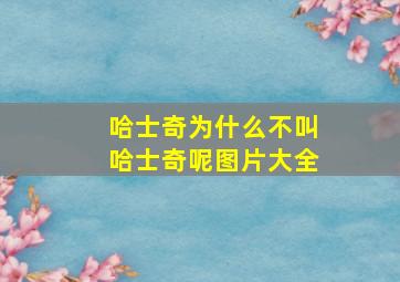 哈士奇为什么不叫哈士奇呢图片大全