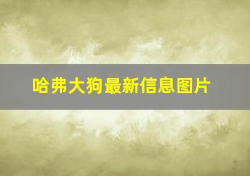 哈弗大狗最新信息图片