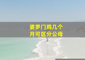 婆罗门鸡几个月可区分公母