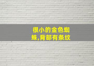 很小的金色蜘蛛,背部有条纹