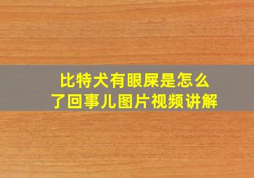 比特犬有眼屎是怎么了回事儿图片视频讲解