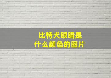 比特犬眼睛是什么颜色的图片