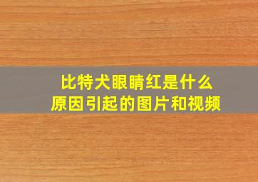 比特犬眼睛红是什么原因引起的图片和视频