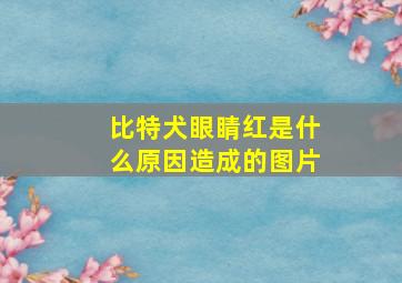 比特犬眼睛红是什么原因造成的图片