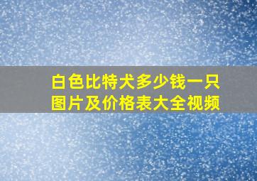 白色比特犬多少钱一只图片及价格表大全视频