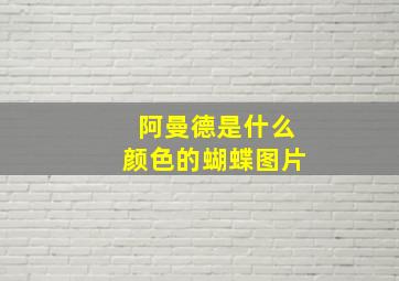 阿曼德是什么颜色的蝴蝶图片