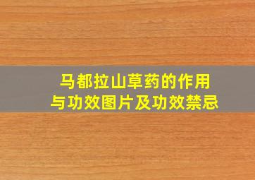 马都拉山草药的作用与功效图片及功效禁忌